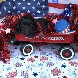 Sid - Black male Cockapoo puppy in Connersville, Indiana from MoonShine Babies