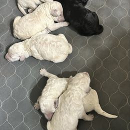 Boy 1 - White male Poodle puppy in Savannah, Georgia from Coastal Poodles
