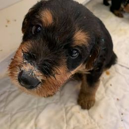 Airedale Terrier Puppies from Spindletop Airedale Terriers