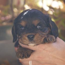 Ocean - Black and tan male Cavalier King Charles Spaniel puppy in Lula, Georgia from Cavaliers by Crumley