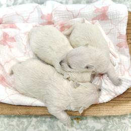 Female 3 - White female West Highland White Terrier puppy in Boaz, Alabama from Creekside Westies