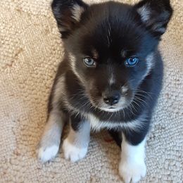 Pomsky Puppies from Majestic Pomsky