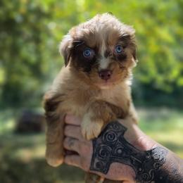 Falcon - Red merle male Australian Shepherd puppy in London, Kentucky from Kenmont Kennels