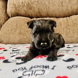 Green Collar - Black male Scottish Terrier puppy in Puyallup, Washington from Rainier Scotties