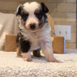 Kelsey - Blue merle female Toy Australian Shepherd puppy in North Lakeport, California from Wild Rose Ranch