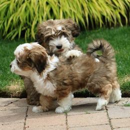 Havanese from Lúdico Havanese