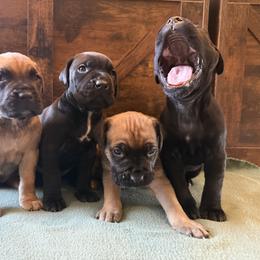 Cane Corso Puppies from Cowan Farms