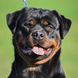 Rottweilers from Titanz of Castle Rottz