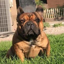 Cedar - French Bulldog