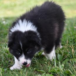 Drone - Black tri-color male Australian Shepherd puppy in Kirksville, Missouri from BellSharps Australian Shepherds