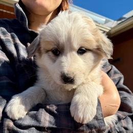 Veronica- green - Badger female Colorado Mountain Dog puppy in Cotopaxi, Colorado from Once Upon A Moose (OUM)
