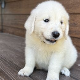 Girl 6 - female Golden Retriever puppy in Marshfield, Missouri from Charm Puppies