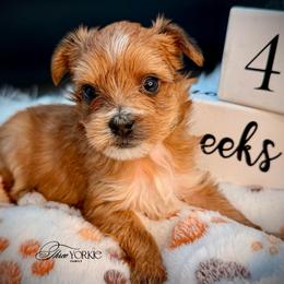 Boy 2 green - Tan male Yorkshire Terrier puppy in Machesney Park, Illinois from Three Yorkie Family