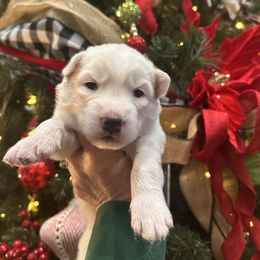Storm - White female Siberian Husky puppy in Slippery Rock, Pennsylvania from Stone Ridge Huskies