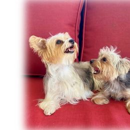 Maltipoos and Yorkshire Terriers from Puppy Love Palace at HB Farm
