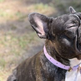 French Bulldogs from Heart and Soul French Bulldogs