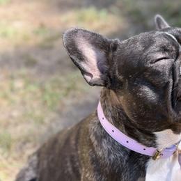 French Bulldogs from Heart and Soul French Bulldogs