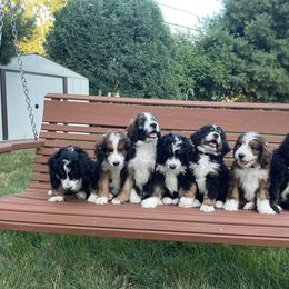 Bernedoodle and Goldendoodle Puppies from Apricot Roots Doodles