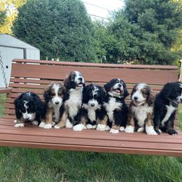 Bernedoodle and Goldendoodle Puppies from Apricot Roots Doodles