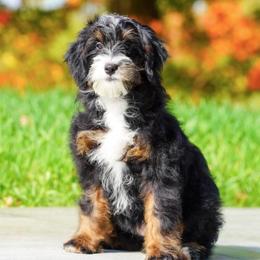 Sassy (socialization program grad) - Tri-color female Bernedoodle puppy in Dundee, Ohio from Down Home Doodle