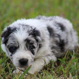 Milo - Blue merle male Border Collie puppy in Tylertown, Mississippi from Cool Meadow Farms