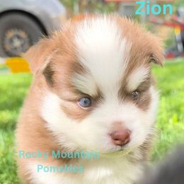 Zion - Chocolate male Pomsky puppy in Kittredge, Colorado from Rocky Mountain Pomskies
