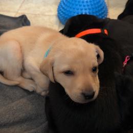 Teal - Yellow female Labrador Retriever puppy in Millville, New Jersey from Creekside Canines