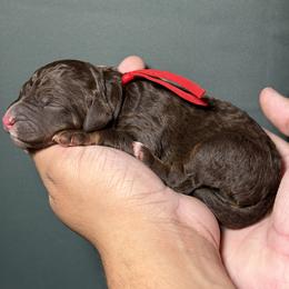 Red Collar - Tri-color male Bernedoodle puppy in Palmetto Bay, Florida from SOMIDOODLES