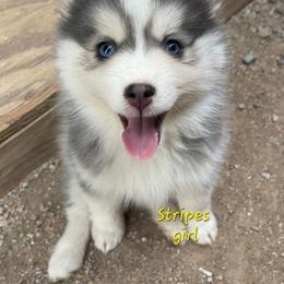 Stripes girl - Blue female Pomsky puppy in Isanti, Minnesota from Magnum Pomskies