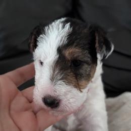 Wire Fox Terriers from Adrianna Shramenko