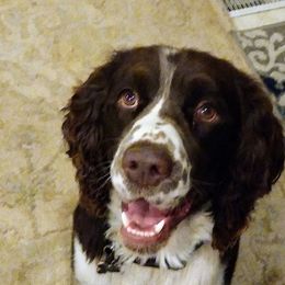 English Springer Spaniels from ND Springers