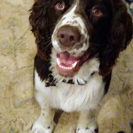 English Springer Spaniels from ND Springers