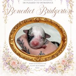 Benidict - Blue merle and white male American Corgi puppy in Greenwood, Indiana from Witch Creek Corgis