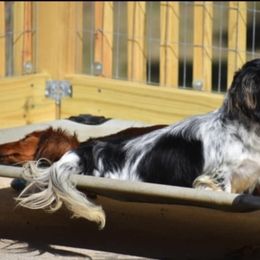 Dachshund puppies from Designer Doxies