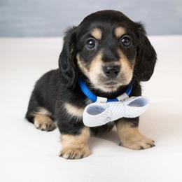 Oreo - Blue and cream male Dachshund puppy in Laurel, Maryland from Dainty Cream Doxies