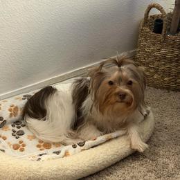 Percy AKC - Parti male Yorkshire Terrier puppy in Saint Cloud, Florida from Kei’s Precious Pups