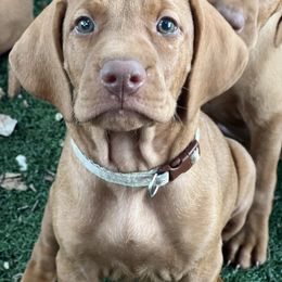 6th pick girl - Red golden female Vizsla puppy in Boaz, Alabama from MountainTop Vizslas