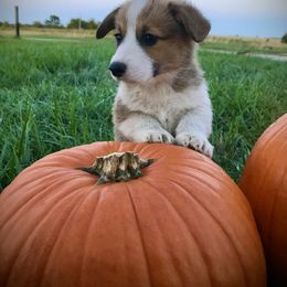 Pembroke Welsh Corgi Puppies from The King’s Corgis