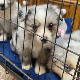 Lyle - Blue merle male Miniature Australian Shepherd puppy in Leonard, Texas from Tin Roof Aussies
