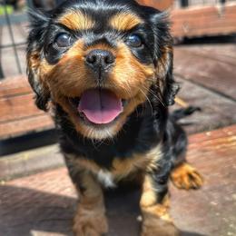 Cavalier King Charles Spaniel Puppies from Enchanted Cavaliers