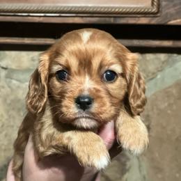 Girl 2 - Ruby female Cavalier King Charles Spaniel puppy in Graysville, Tennessee from Country Goldens and Mountain Top Cavaliers
