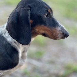 Miley - Dachshund