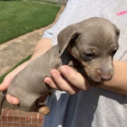 Bluey - Fawn (isabella) and tan male Dachshund puppy in Mocksville, North Carolina from The Dachs of Hazzard Dachshunds