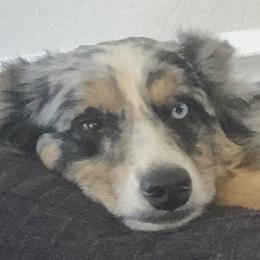 Juniper - Miniature Australian Shepherd