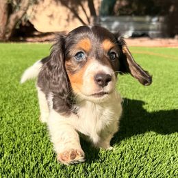 Bernard GreyGreenBlue eyed piebald - Piebald male Dachshund puppy in Glendale, Arizona from Collier Dachshunds