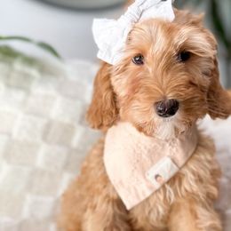 Manu - Caramel red Australian Labradoodle puppy in Palmdale, California from Doodles_Ko