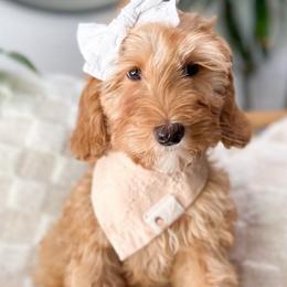 Manu - Caramel red Australian Labradoodle puppy in Palmdale, California from Doodles_Ko