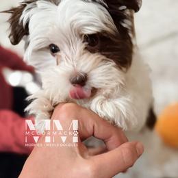 Morkie Puppies from McCormack Morkies