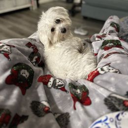 Coton de Tulear All Grown Up from Seven Seas Cotons