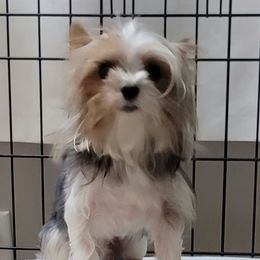 Yorkshire Terriers from Yorkies of Pineville